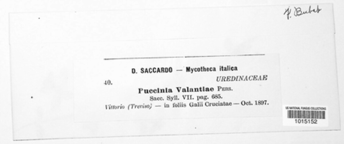 Puccinia valantiae image